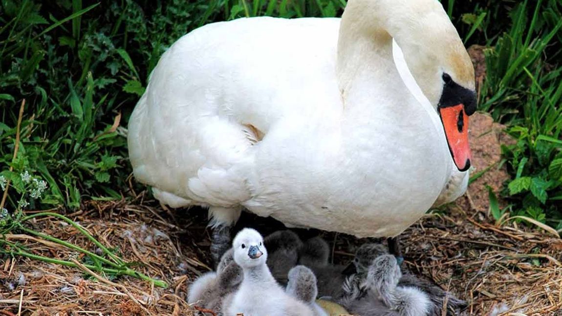 Schwan mit Kücken im Nest.